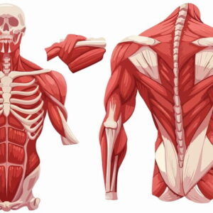 Muskulo-Skeletal