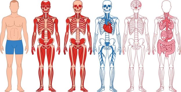 Anatomy